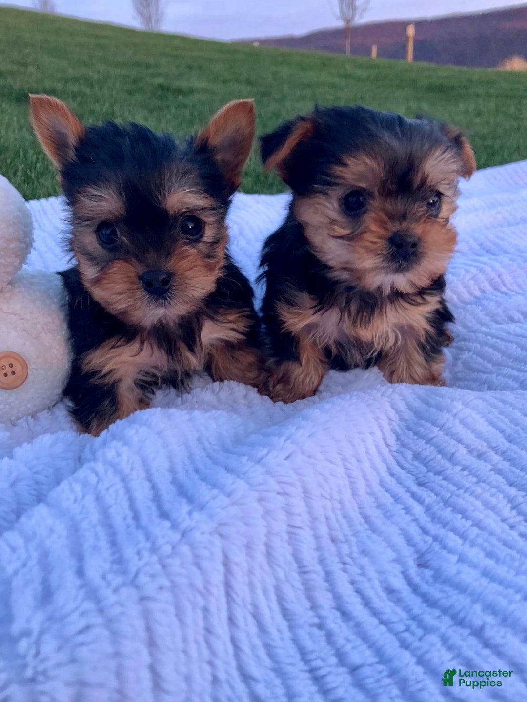 Yorkshire Terrier dogs for sale: Belle - Ad 11