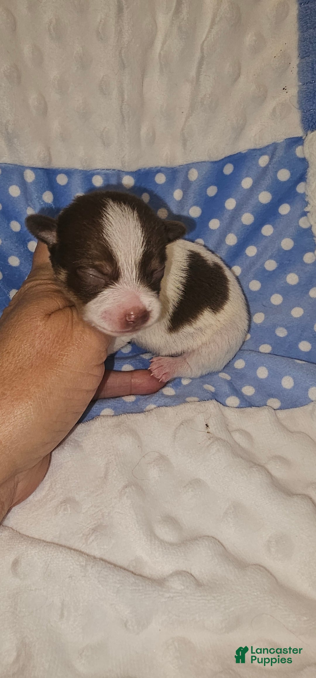 Chihuahua dogs for sale: Chihuahua Puppy 1 - Ad 1