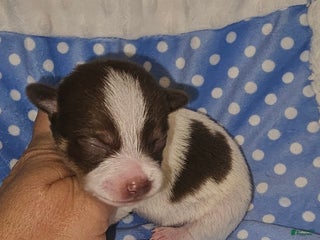 Chihuahua dogs Chihuahua Puppy 1 - Ad 17