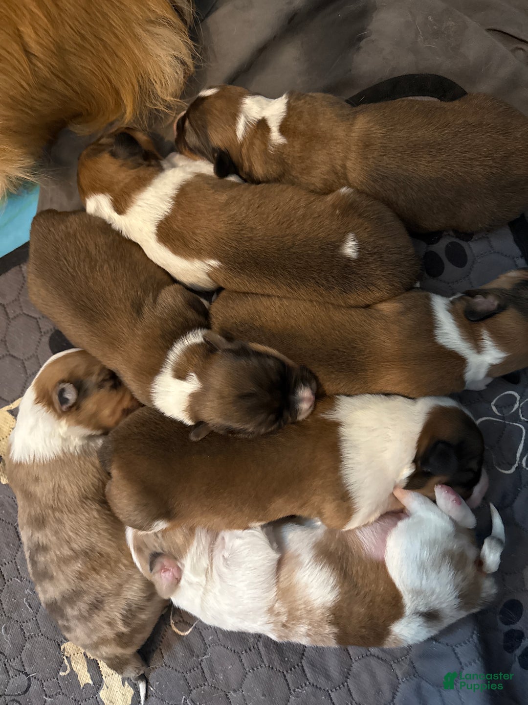 Welsh Corgi Pembroke dogs for sale: Welsh Corgi Pembroke Puppy 2 - Ad 5