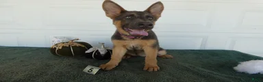 German Shepherd 5 Princess