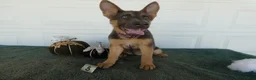 German Shepherd dogs for sale: German Shepherd 5 Princess - Ad 1