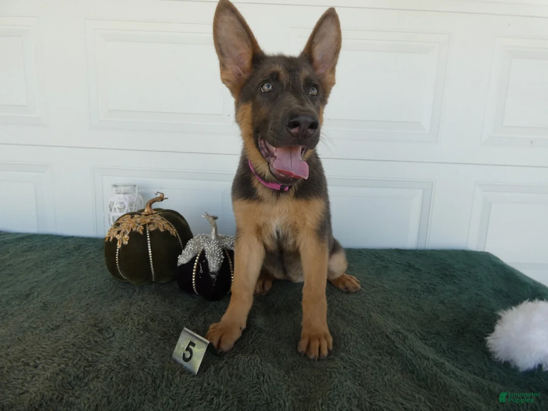 German Shepherd dogs for sale: German Shepherd 5 Princess - Ad 1