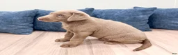 Labrador Retriever dogs for sale: Ralph - Ad 5