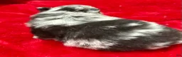 Pomeranian dogs for sale: Blue/Black Merle 4weeks  - Ad 4