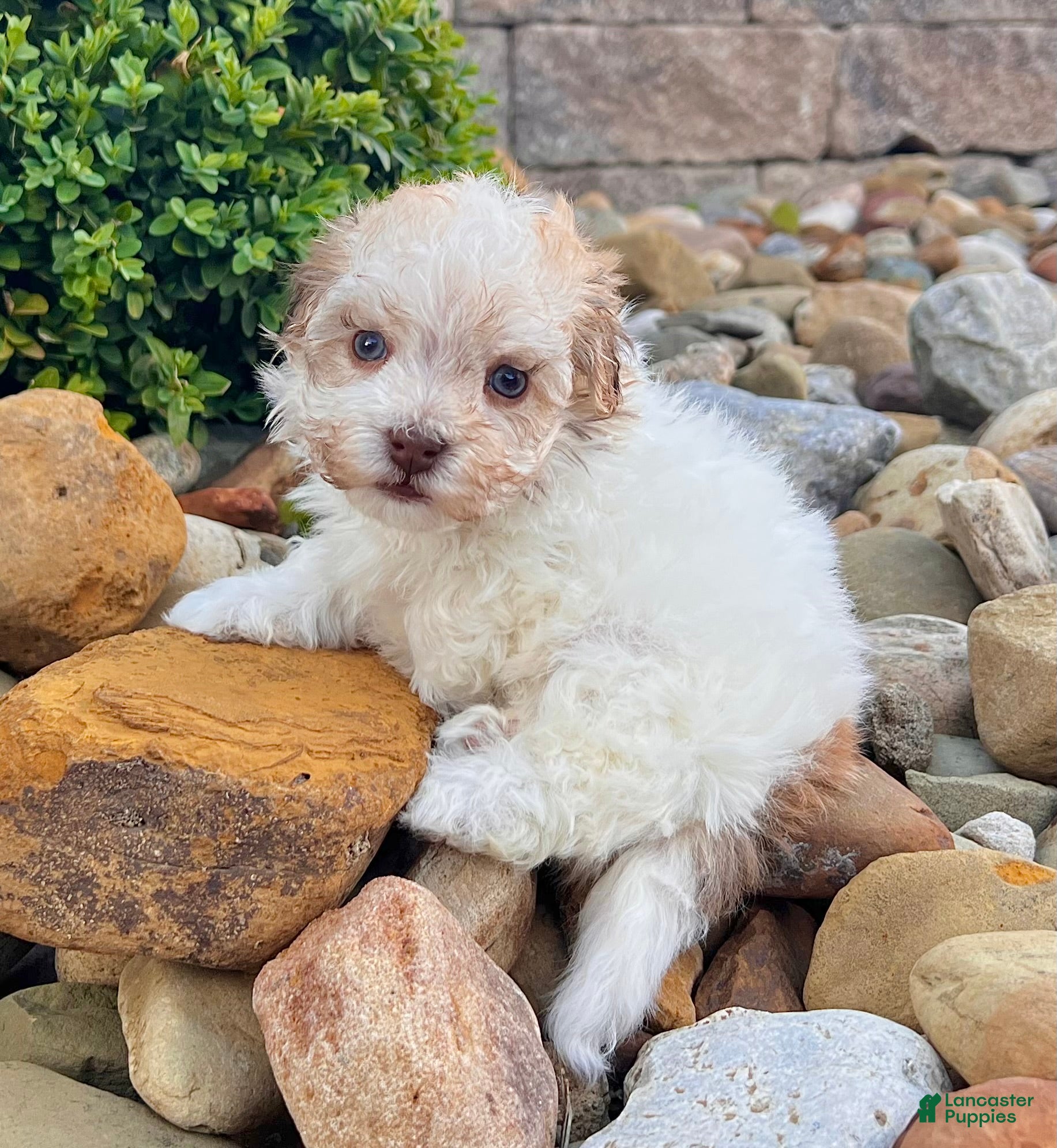 Havanese dogs Gabriel - Ad 2