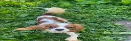 Cavalier King Charles Spaniel dogs for sale: Brittany  - Ad 3