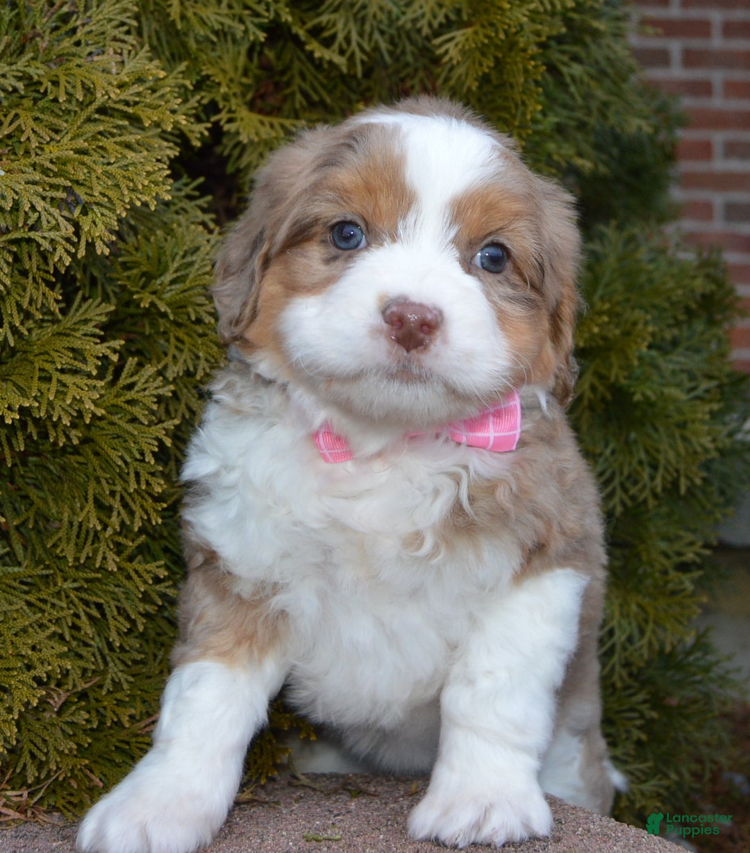 Mini Aussiedoodle dogs for sale: Mini Angel - Ad 13