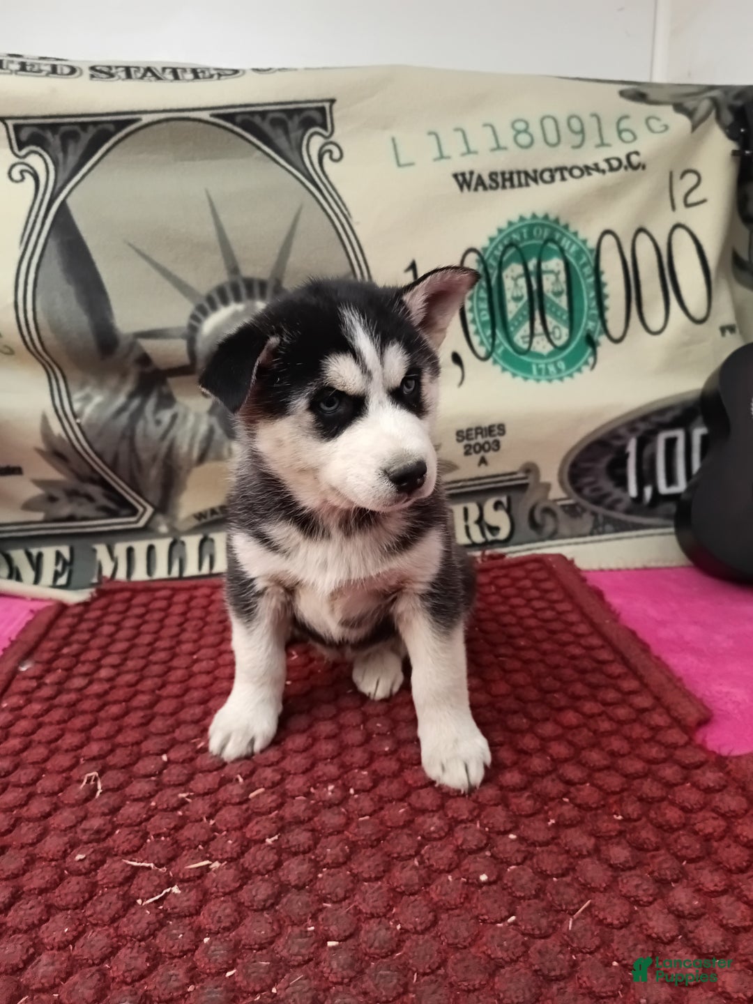 Siberian Husky dogs for sale: Abby - Ad 4
