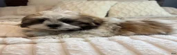 Teddy Bear dogs for sale: Stew  - Ad 3