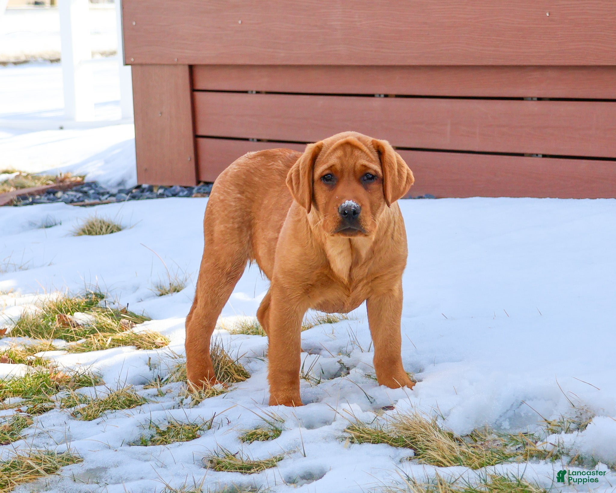 Labrador Retriever dogs Foxy  - Ad 33