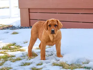 Labrador Retriever dogs Foxy - Ad 33