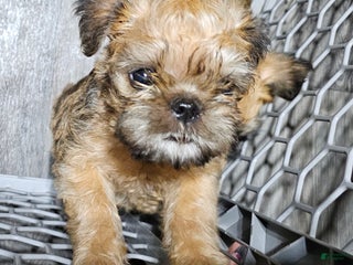 Brussels Griffon dogs Brussels Griffon Puppy 1 - Ad 2