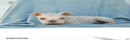 Boston Terrier dogs for sale: Tarzan - Ad 3