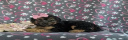 Bichpoo dogs for sale: Ariana - Ad 4