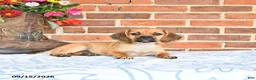 Puggle dogs for sale: Star - Ad 5