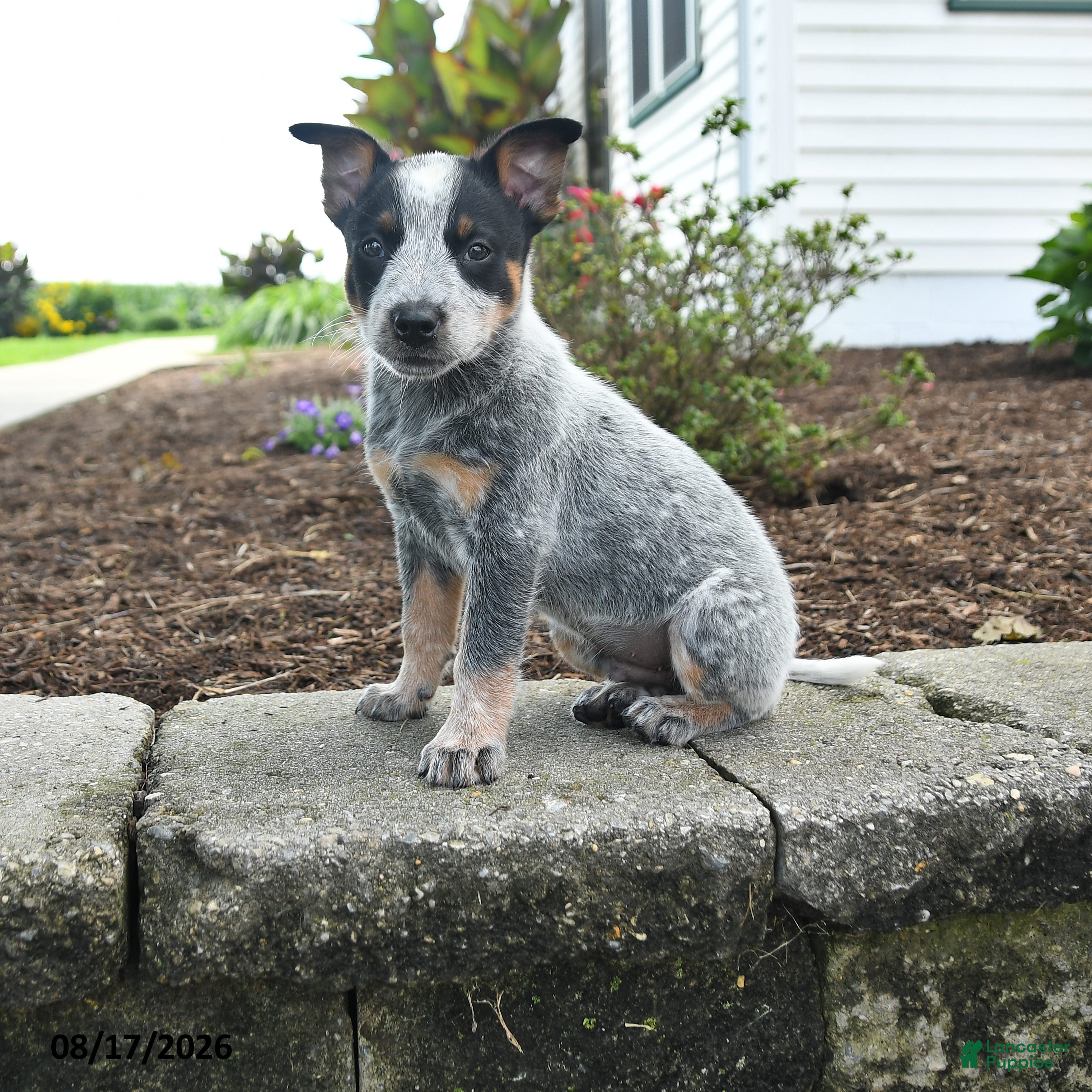 Australian Cattle Dog dogs Fin - Ad 1