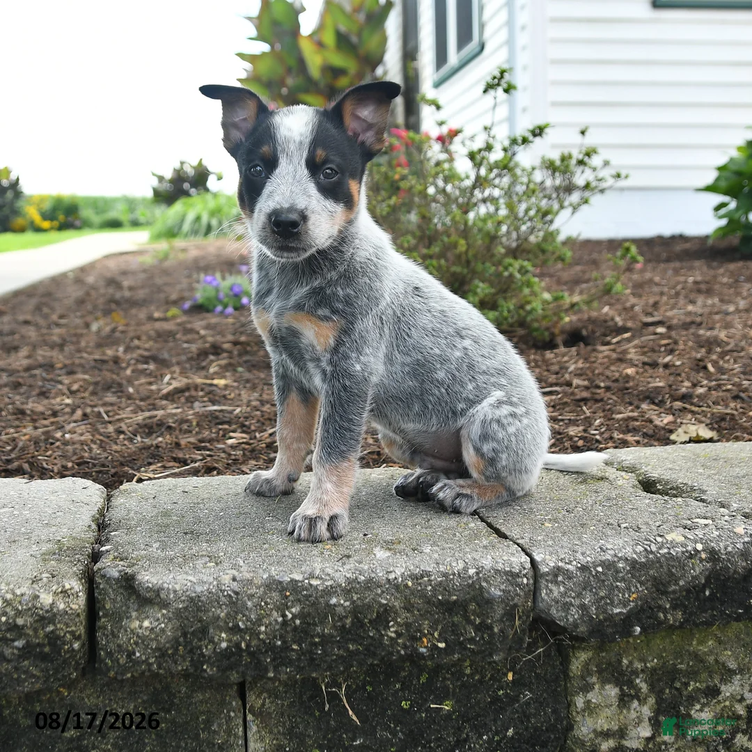 Australian Cattle Dog dogs for sale: Fin - Ad 1