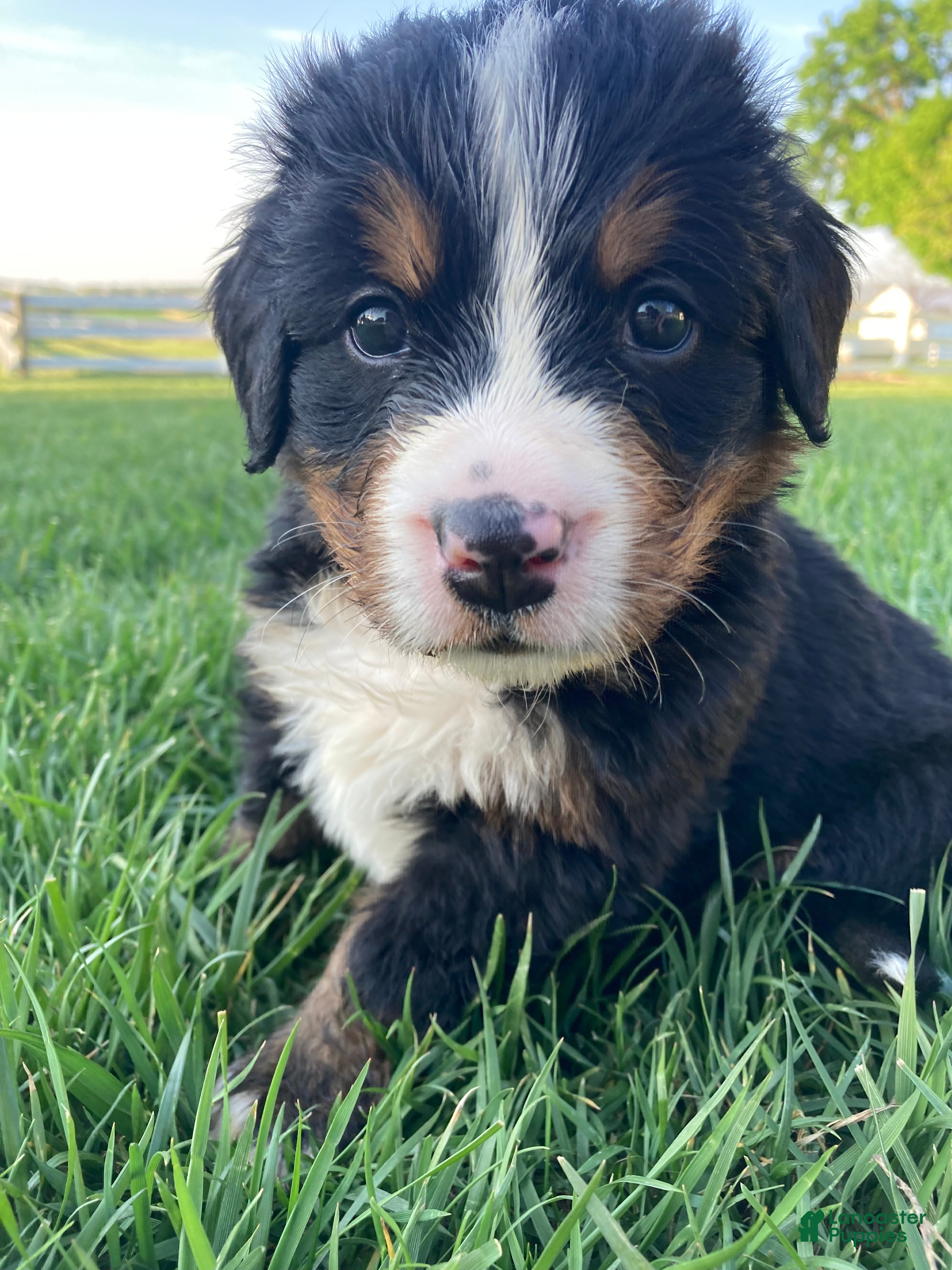 Bernese Mountain Dog dogs Jerry - Ad 1