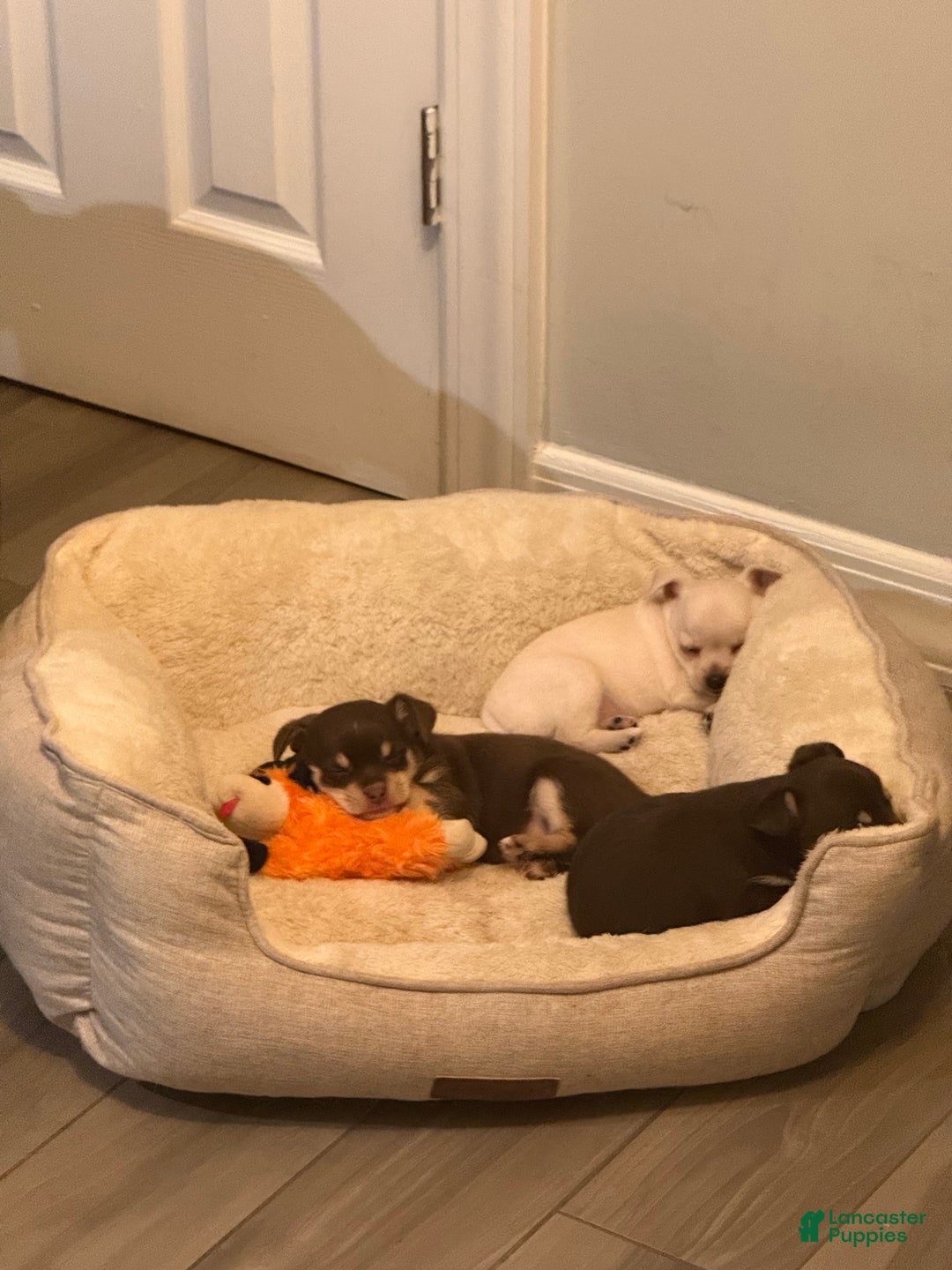 Gallery Image {{count}}