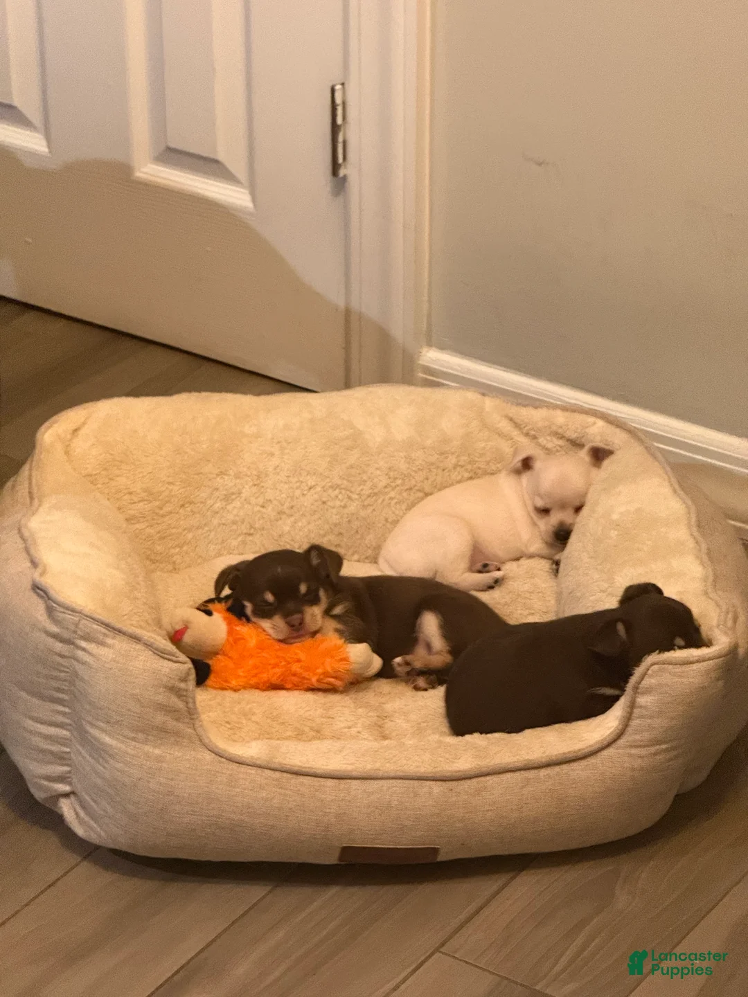 Gallery Image {{count}}