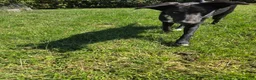Border Collie dogs for sale: Mona - Ad 4