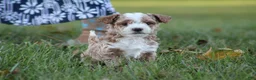 Bichpoo dogs for sale: Ryder - Ad 3