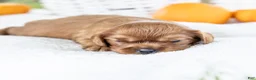 Cavalier King Charles Spaniel dogs for sale: Chai - Ad 4