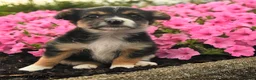 Mixed Breed dogs for sale: Glenda - Ad 4