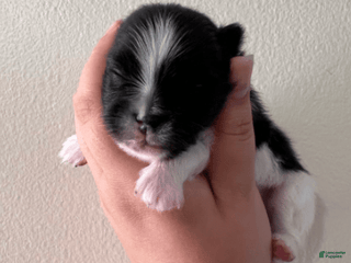 Pomeranian dogs Serenade - Ad 33