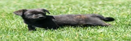 Shorkie dogs for sale: Shawn - Ad 9
