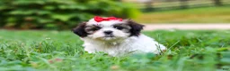 Shih Tzu dogs for sale: Honey - Ad 1