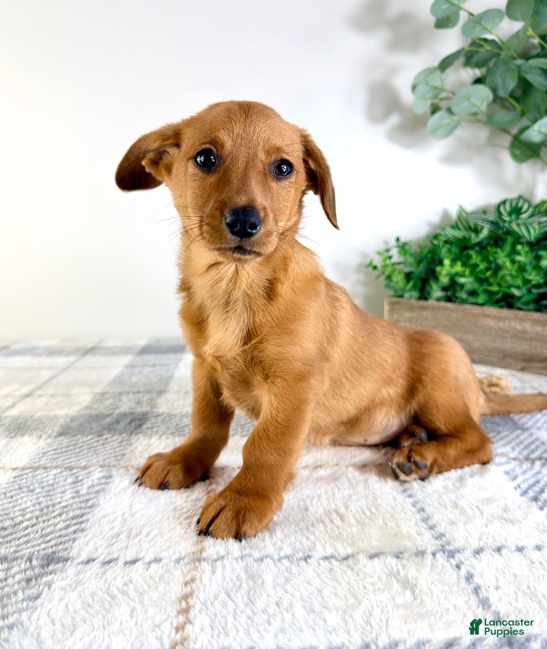 Mixed Breed dogs for sale: Delilah - Ad 5