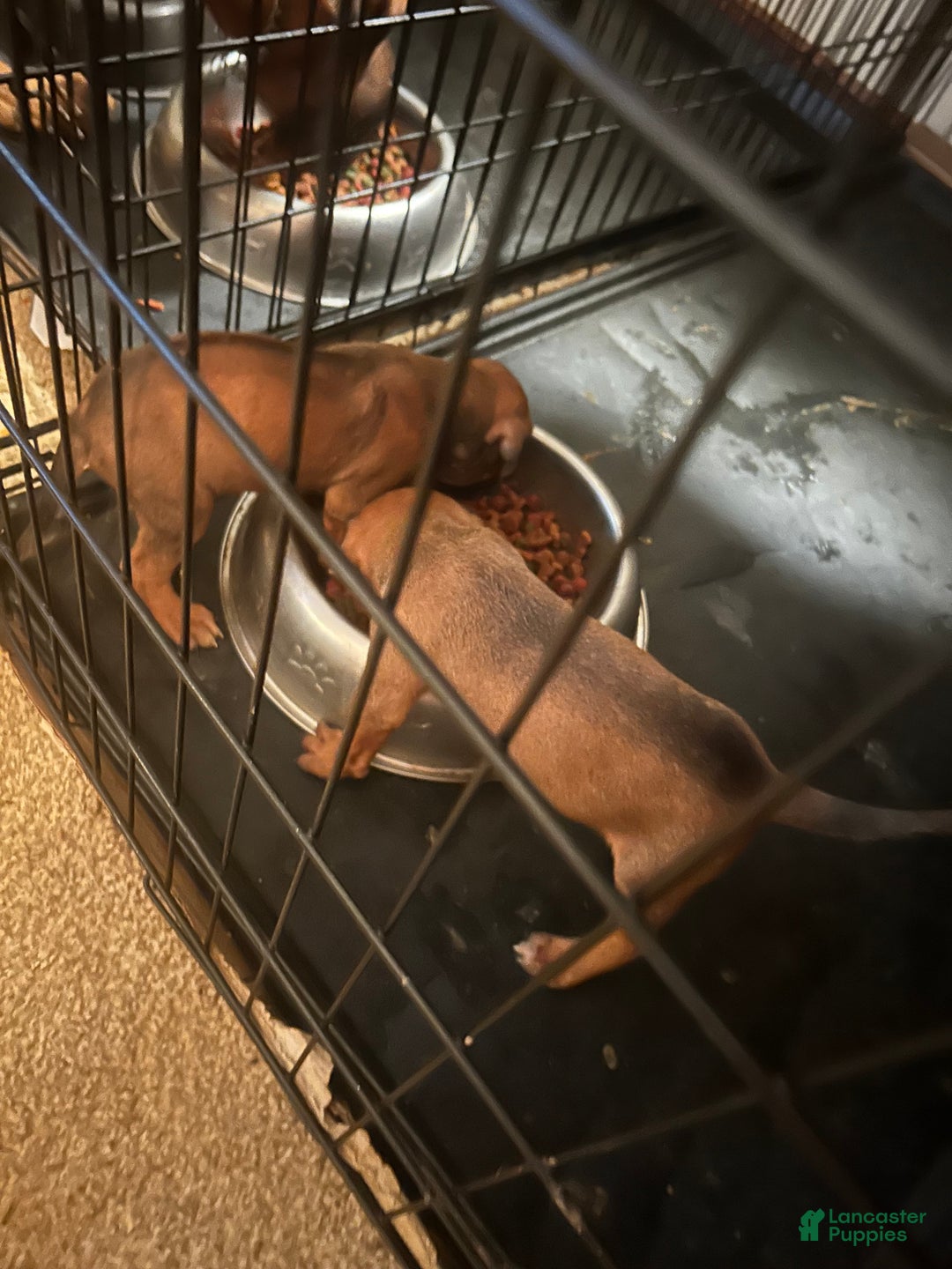 Rhodesian Ridgeback dogs for sale: Rhodesian Ridgeback Puppy 9 - Ad 1