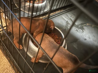 Rhodesian Ridgeback dogs Rhodesian Ridgeback Puppy 9 - Ad 28