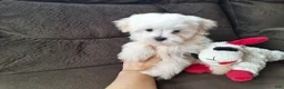 Maltese dogs for sale: Snowden - Ad 2