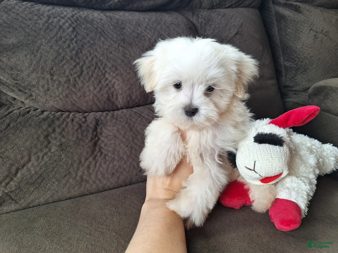 Maltese dogs for sale: Snowden - Ad 2