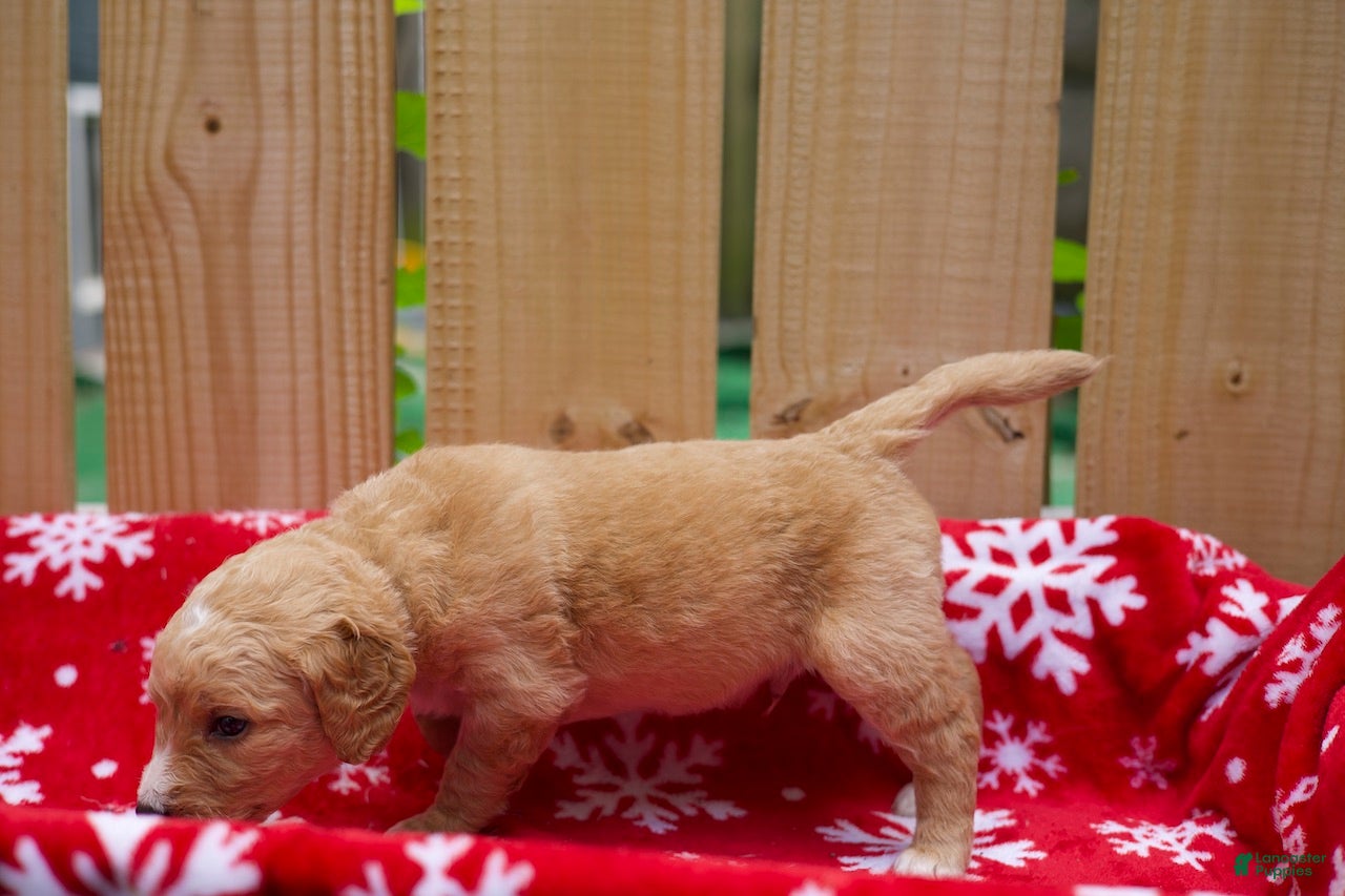 Goldendoodle dogs Steve - Ad 2
