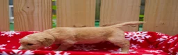 Goldendoodle dogs for sale: Steve - Ad 2
