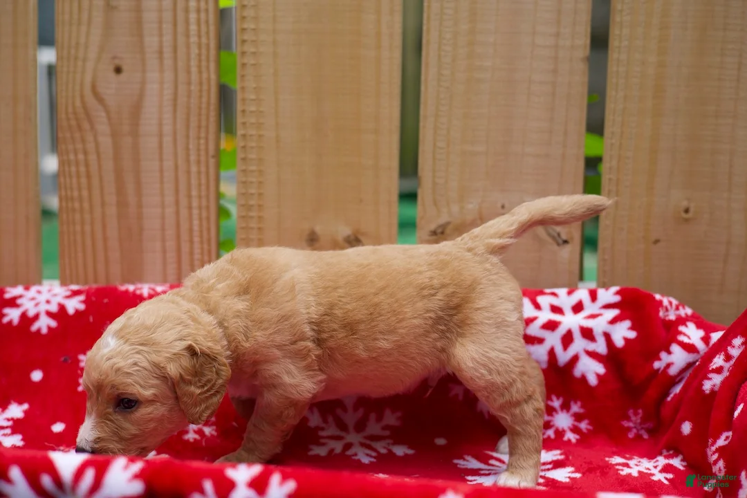 Goldendoodle dogs for sale: Steve - Ad 2