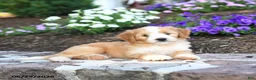 Mini Bernedoodle dogs for sale: Patrick - Ad 5
