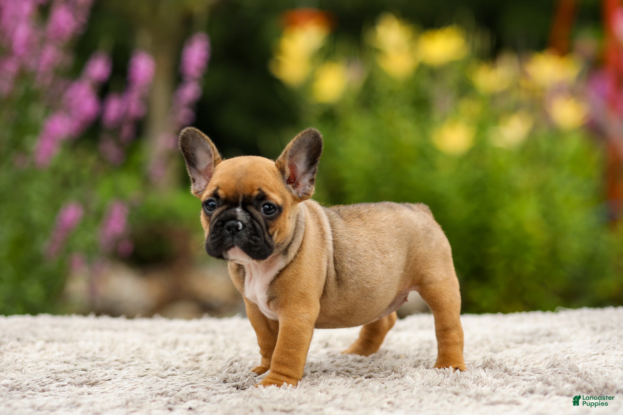 French Bulldog dogs Grace - Ad 2