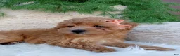 Bichpoo dogs for sale: Ivy - Ad 3