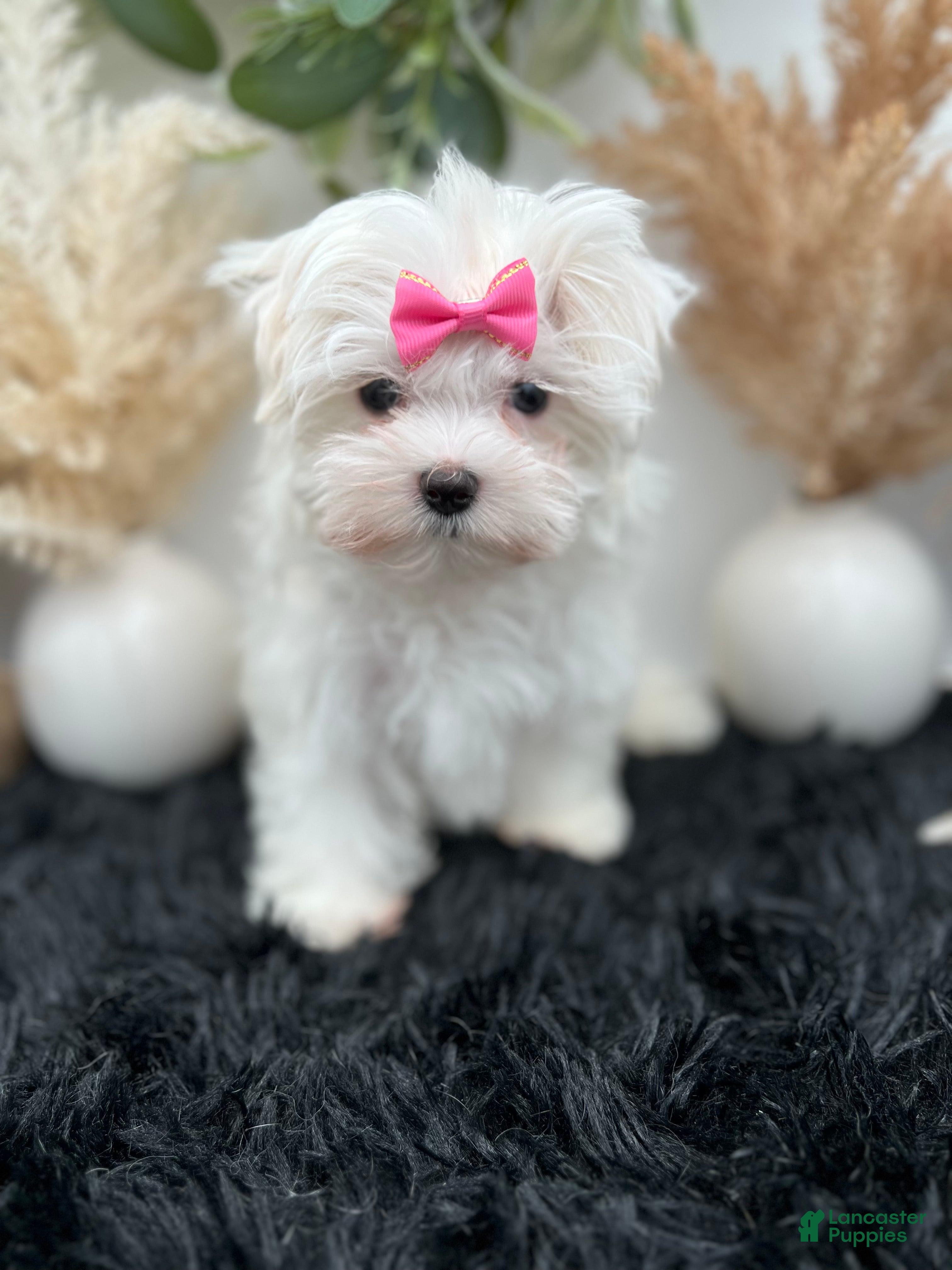 Maltese dogs AKC Pearl the Korean Maltese $3000 - Ad 1
