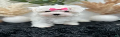 AKC Pearl the Korean Maltese $3000