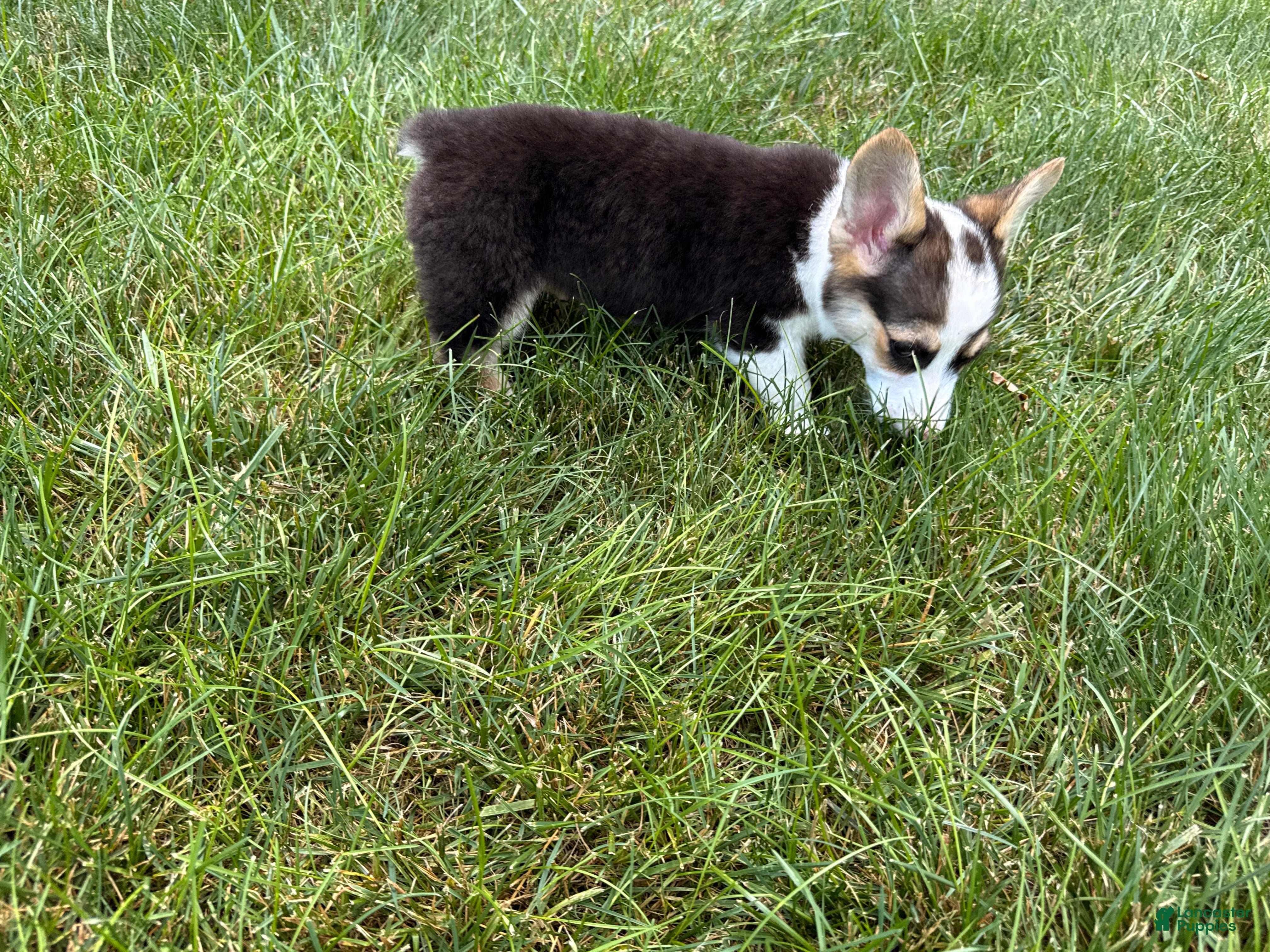 Welsh Corgi Pembroke dogs CLARK - Ad 2