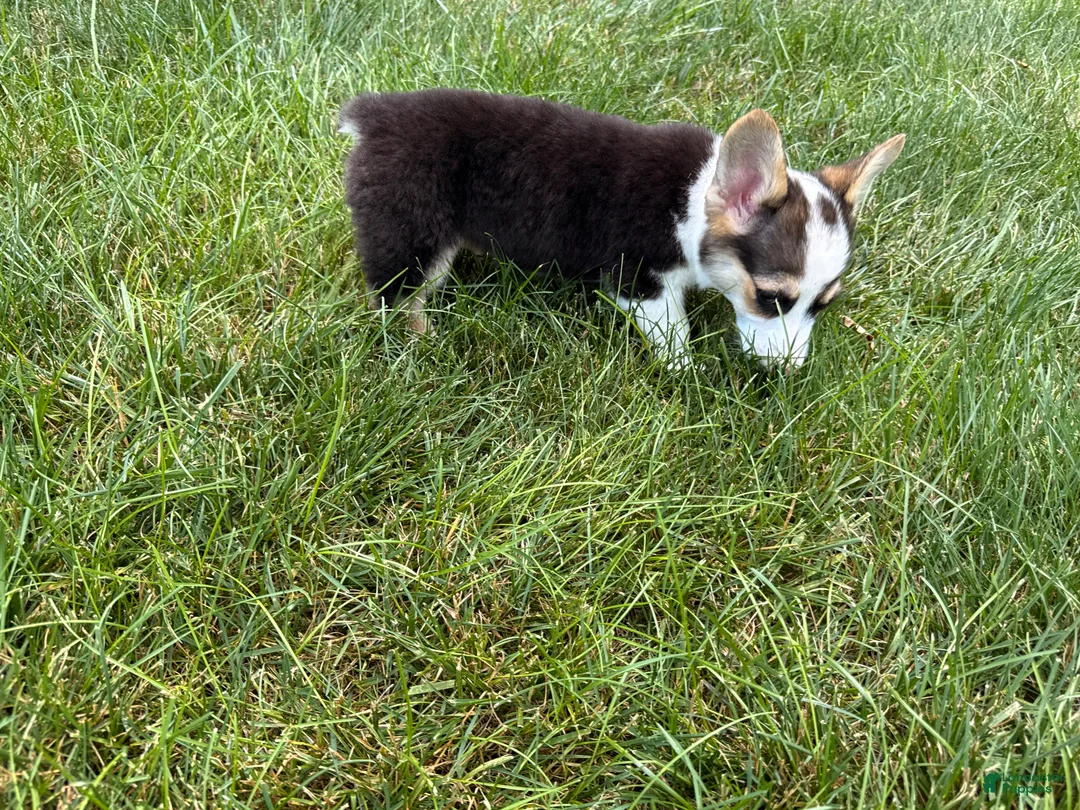 Welsh Corgi Pembroke dogs for sale: CLARK - Ad 2