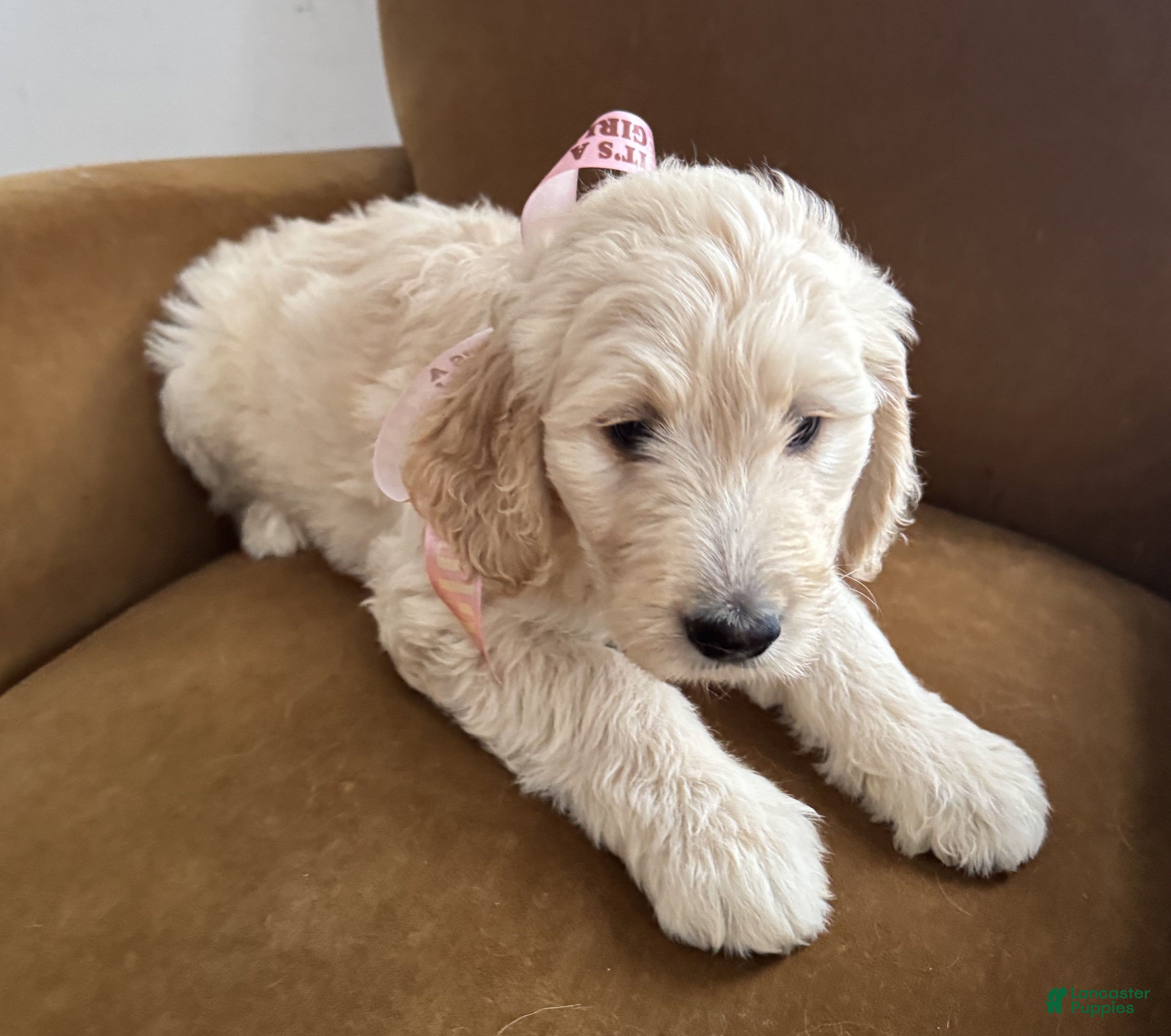 Mixed Breed dogs Linda - Ad 37