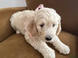 Mixed Breed dogs Linda - Ad 37