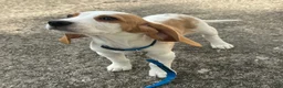 Beagle dogs for sale: Otis - Ad 3